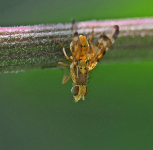 Réf. 326 869 : Terellia tussilaginis